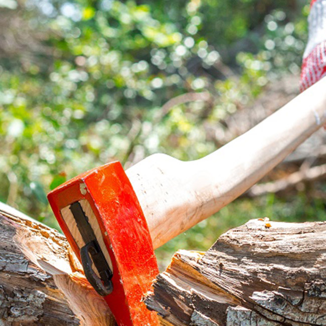 Apprendistato Boscaiolo Forestale